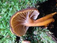 Craterellus tubaeformis image