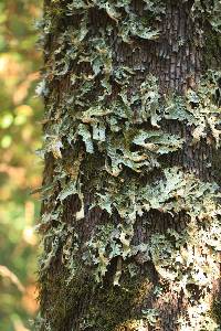Lobaria pulmonaria image