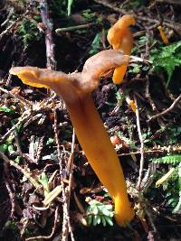 Craterellus tubaeformis image