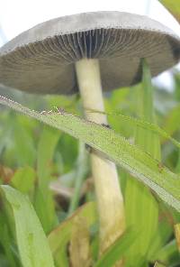 Psilocybe cubensis image