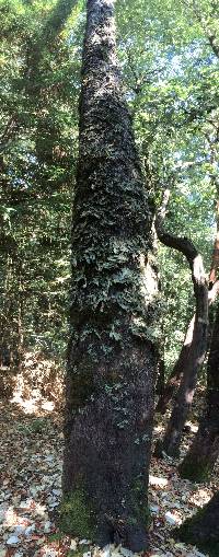 Lobaria pulmonaria image