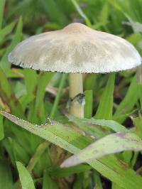 Psilocybe cubensis image