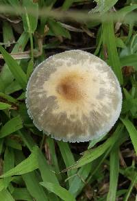 Psilocybe cubensis image