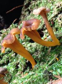 Craterellus tubaeformis image