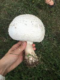 Chlorophyllum molybdites image