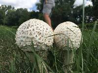 Chlorophyllum molybdites image