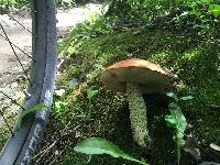 Leccinum insigne image