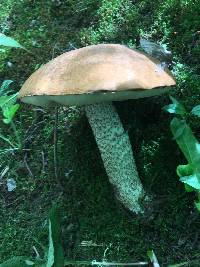 Leccinum insigne image