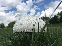 Chlorophyllum molybdites image