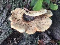 Polyporus squamosus image