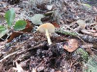 Amanita flavoconia image