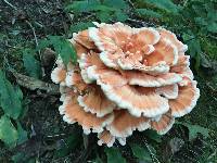 Laetiporus cincinnatus image