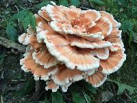 Laetiporus cincinnatus image