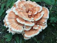 Laetiporus cincinnatus image