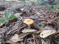 Amanita flavoconia image