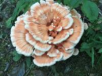 Laetiporus cincinnatus image