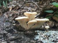 Pleurotus pulmonarius image