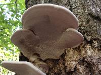 Ganoderma applanatum image