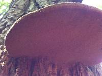 Phellinus robiniae image