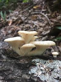 Pleurotus pulmonarius image