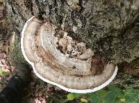 Ganoderma applanatum image