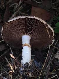 Agaricus californicus image