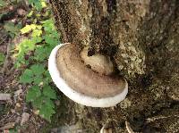 Ganoderma applanatum image