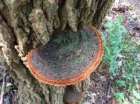 Phellinus robiniae image