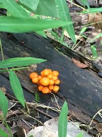 Mycena leaiana image