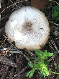 Agaricus californicus image