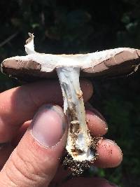 Agaricus californicus image