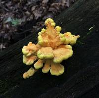 Laetiporus sulphureus image