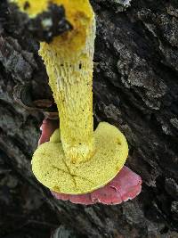 Retiboletus ornatipes image