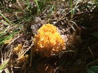 Ramaria stricta image