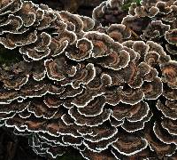 Trametes versicolor image