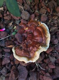 Ganoderma sessile image