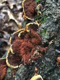 Phellinus gilvus image