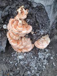 Laetiporus gilbertsonii image