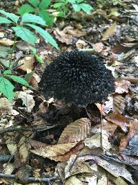 Strobilomyces strobilaceus image