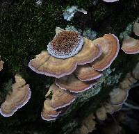 Trichaptum biforme image