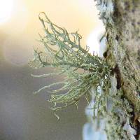 Usnea strigosa image