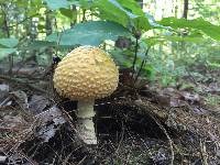 Amanita muscaria image