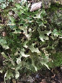 Lobaria pulmonaria image