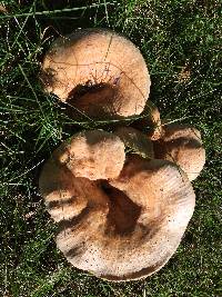 Paxillus involutus image