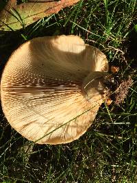 Paxillus involutus image