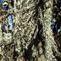 Ramalina menziesii image