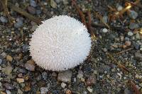 Lycoperdon perlatum image