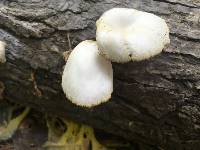 Pleurotus ostreatus image