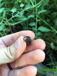 Cyathus striatus image