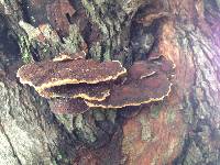 Phellinus gilvus image